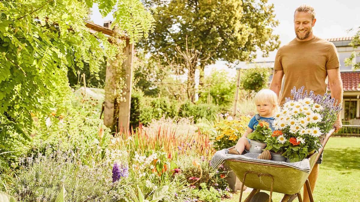Vater schiebt Kleinkind gemeinsam mit Blumen in einer Schubkarre durch den Garten