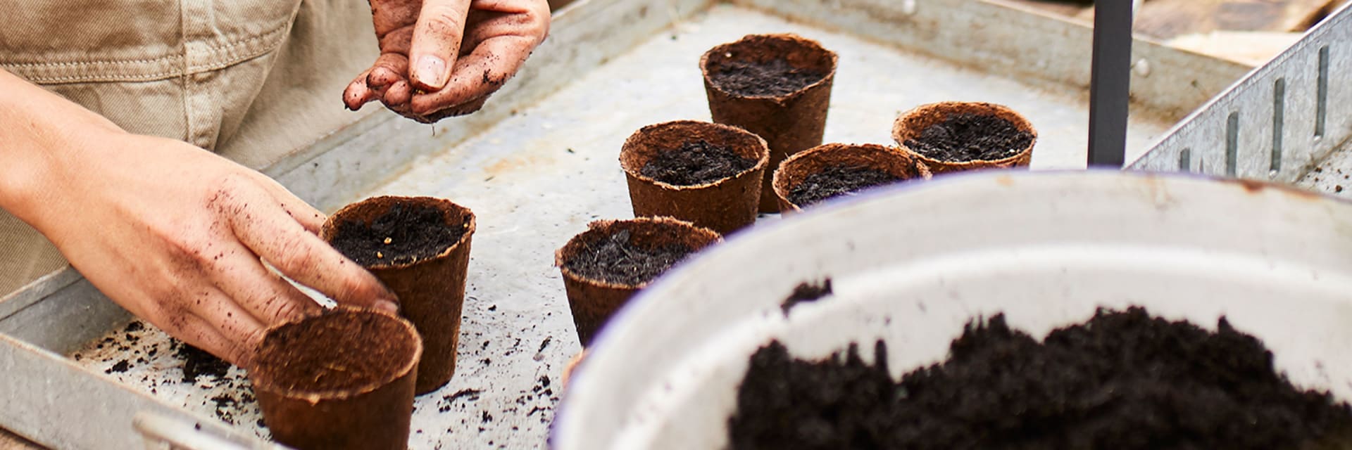 sowing vegetables