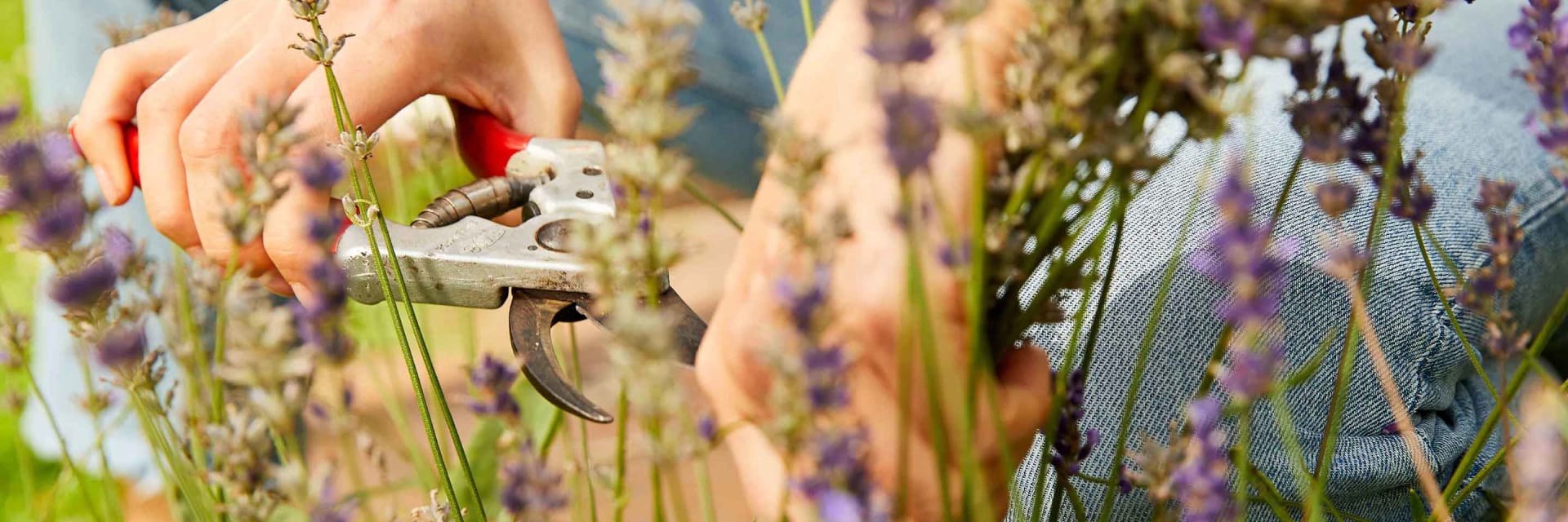 cutting lavender