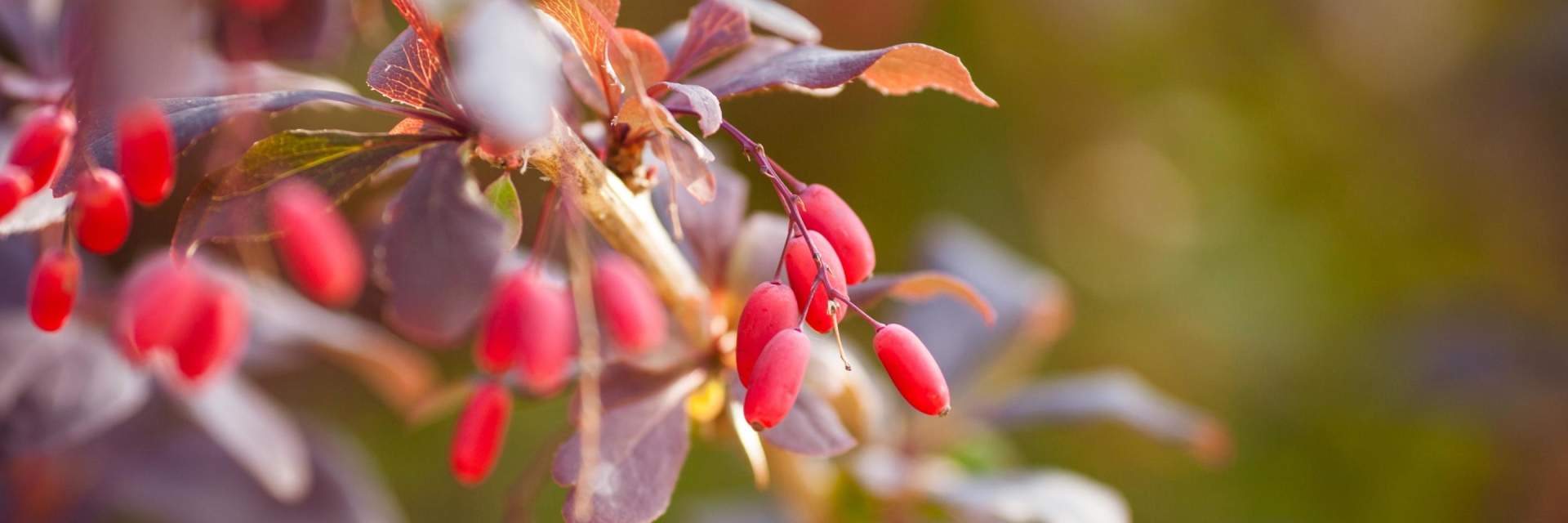 Arbres et arbustes d'Automne compo image