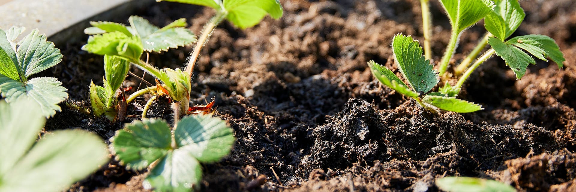 Erdbeeren vermehren