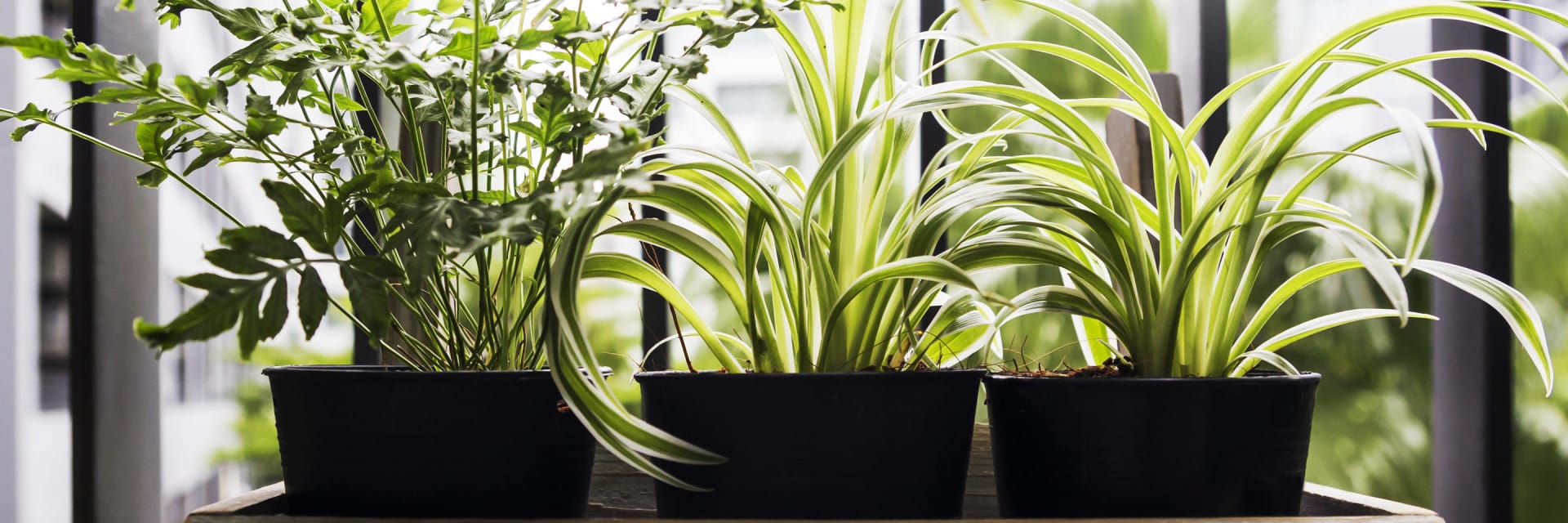 balkony plants