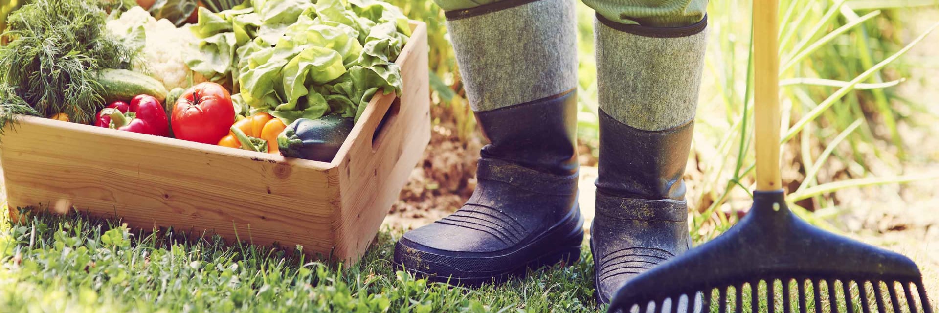 Vegetable Garden