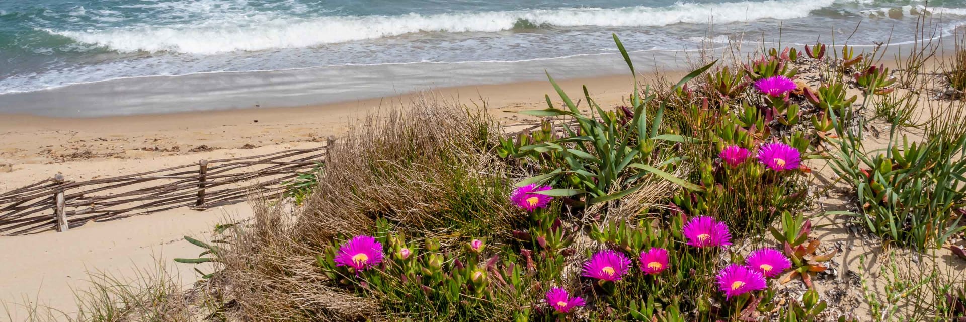 Mittagsblume am Strand