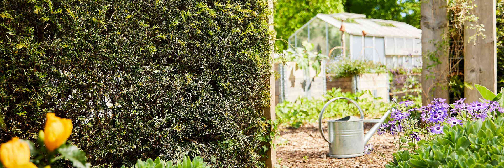 Garten mit Hecke, Gewächshaus, Weg aus Holzschniteln zwischen Pflanzen