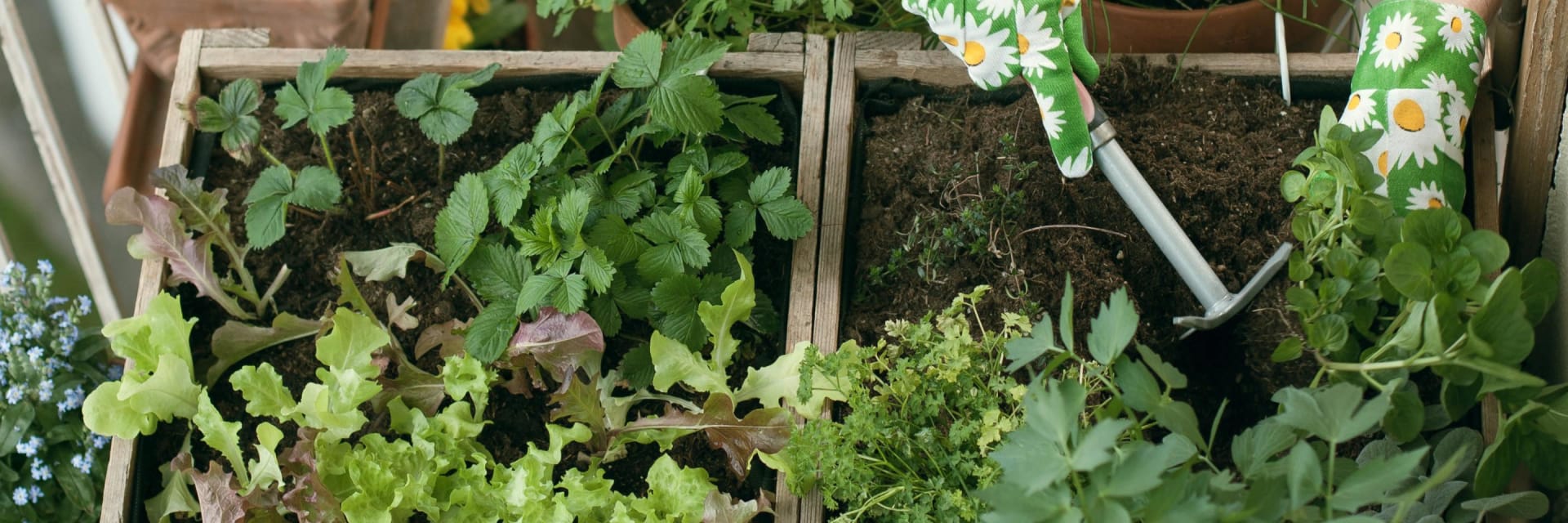 lettuce growing balkony