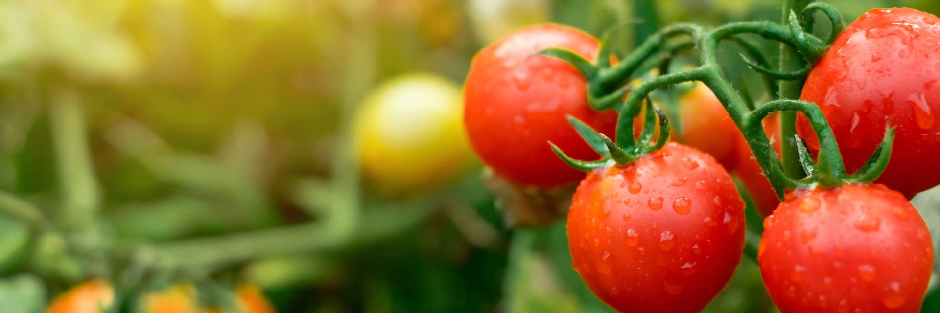 tomaten ausgeizen