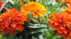 tagetes