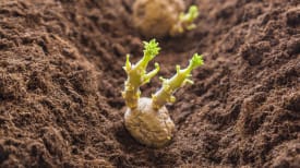 potato-planting