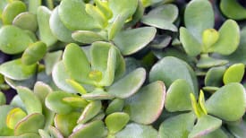 Crassula