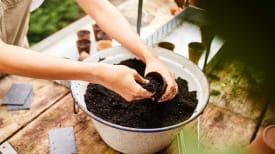 sowing vegetables