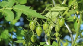 tomaten ausgeizen