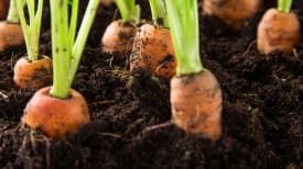 harvest-carrots