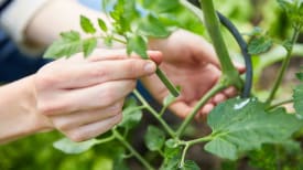 Tomaten ausgeizen