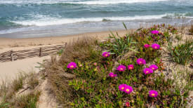 Mittagsblume am Strand