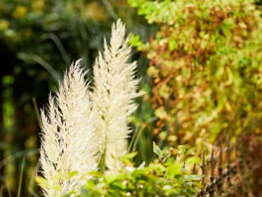 Pampas grass