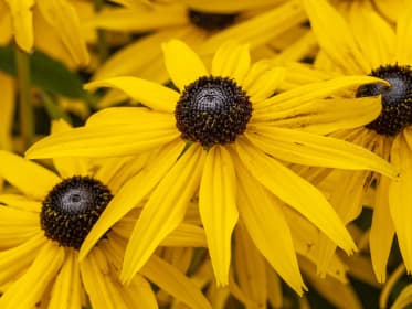 Yellow Coneflower