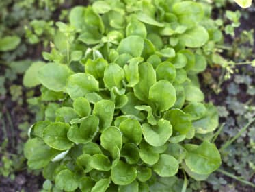 feldsalat-garten