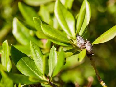 Schwarze Knospe am Rhododendron