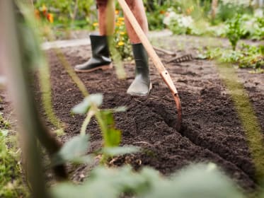 planting-bed