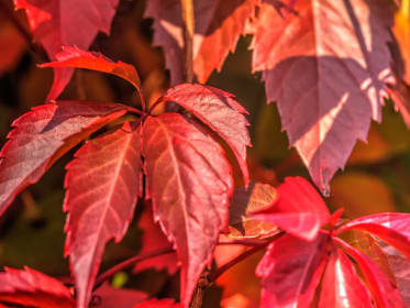 Wilder-Wein_parthenocissus-quinquefolia.