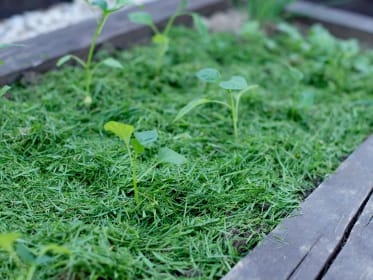 Rasenschnitt als Mulch im Hochbeet