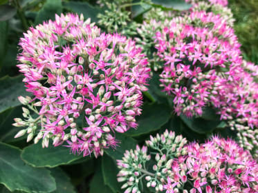 Sedum