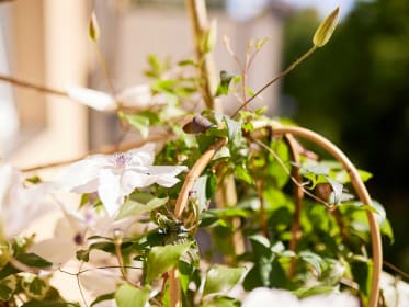 kletterpflanzen-clematis-balkon