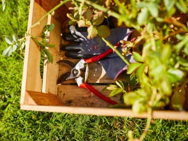 Holzkiste mit Schere und Handschuhen für den Rosenschnitt