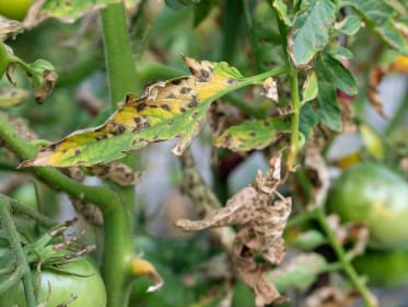 Phytophthora Tomate