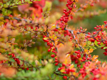 Berberitze_Berberis