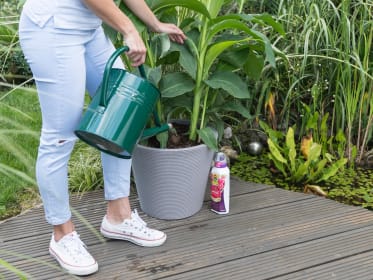 watering balkony plants