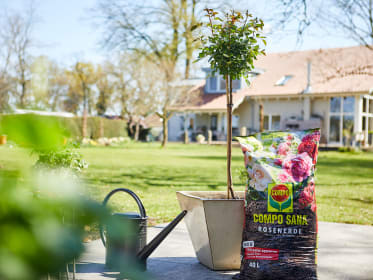 repotting roses