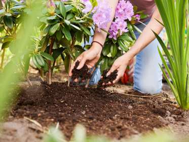 Rhododendronerde wird beim Pflanzen eines Rhododendrons verteilt