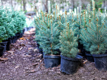 potted christmas tree