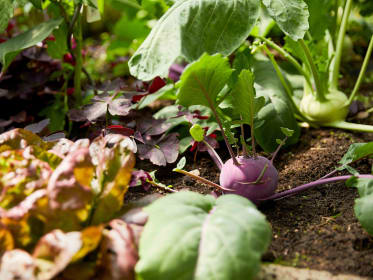 Kohlrabi