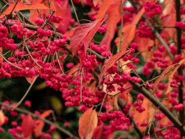 Pfaffenhuetchen_Euonymus-europaeus