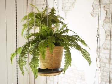 hanging plants