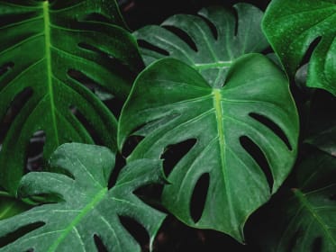 Monstera