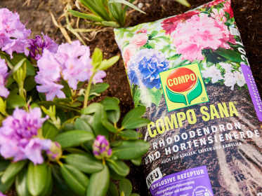 Ein Beutel COMPO Sana Rhododendron- und Hortensienerde liegt auf dem Boden neben unter einem Rhododendron
