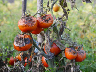 Phytophthora Tomate