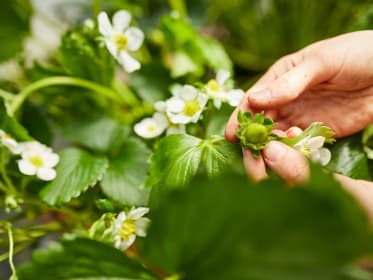 Erdbeeren düngen