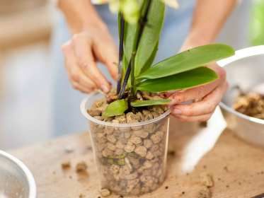 Eine Orchidee in einem Topf mit Granuplant