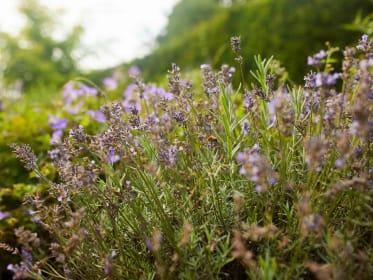 lavendel