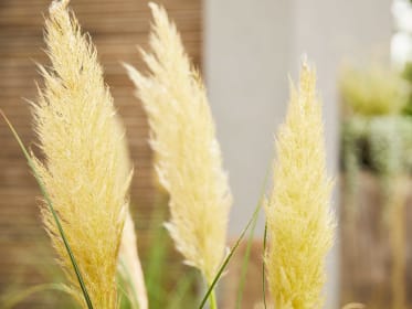 Pampas grass