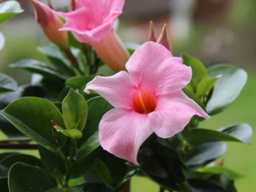 Mandevilla/ Dipladenia