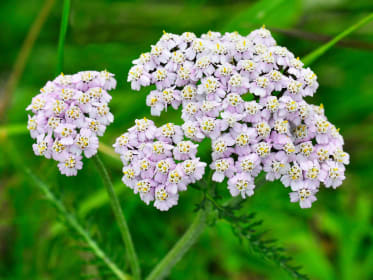 yarrow