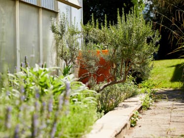 Rosmarin im Kräutergarten