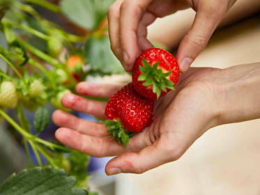 Erdbeeren ernten