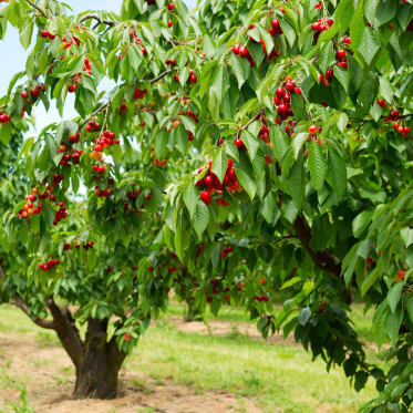 Kirsche Baum